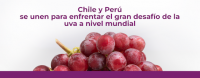 Chile y Perú se unen para enfrentar el desafío de la uva a nivel mundial.