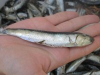 Disminuye biomasa de anchoveta y sardina común entre Quintero y Caleta Mansa