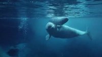 Conmovedor: Video del nacimiento de una ballena en el Acuarium de Georgia EEUU causa impacto mundial.