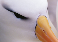 Con la edición de un folleto, celebran 10 años de la existencia de Acuerdo para la Conservación de Albatros y Petreles