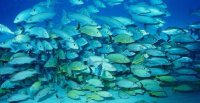 El Instituto de Fomento Pesquero, lidera una campaña centrada en prevenir la “contaminación del océano por la basura de los barcos”.