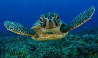 Chile es anfitrión de la Convención Interamericana para la Protección y Conservación de las Tortugas Marinas (CIT)