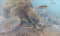 Tortugas marinas descendientes de las que existieron en los tiempos de los dinosaurios están apunto de extinguirse por efectos de la basura en el mar y el calentamiento global.