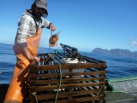 IFOP en conjunto con la Universidad de Concepción realizan interesante proyecto con crustáceos en Juan Fernández