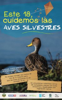 Puerto San Antonio y MUSA lanzan campaña que invita a cuidar las aves silvestres