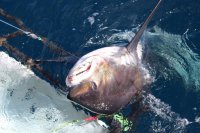 Preocupación internacional por la sustentabilidad y conservación de tiburones y rayas
