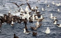IFOP participa en Taller: "Captura incidental de aves y las posibles soluciones para las pesquerías de arrastre del Cono Sur"