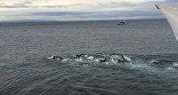Capitanía de Puerto de Punta Arenas dispuso seguridad marítima en el marco del Carnaval de Invierno 2017