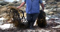 Subpesca financiará los estudios técnicos para proyectos de algas en pesca artesanal
