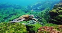 Observadores Científicos de IFOP difunden protección y conservación de tortugas marinas en colegios de Arica