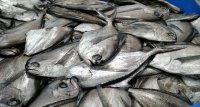 Subpesca trabaja propuesta de pescadores artesanales sobre zona de operación extractiva de reineta
