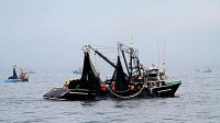 FAO: Capturas de pescado en el mar podrían disminuir hasta un 12% para el 2050