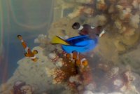 Nemo y Doris llegan a La Cruz en exposición Guardianes del Mar de IFOP.