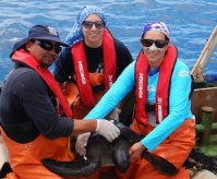 Chile y Costa Rica unidos por la conservación de las tortugas marinas