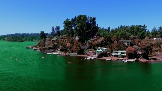 Bloom de algas deja de color verde el lago Vichuquén.