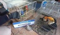 Aduanas incauta 25 aves exóticas en El Loa