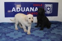 Canes de Directemar son formados en la Escuela de Adiestramiento Canino de Aduanas