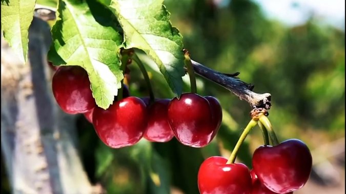 Puerto Valparaíso y su cadena logística se preparan para recibir un explosivo aumento de los embarques de Cherry que crecerán casi un 60 por ciento.