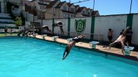 Deportivo Playa Ancha moderniza los partidores de salto de su piscina, gracias a Fondos Concursables TPS 2025.