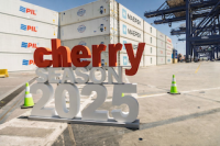 STI consolida su liderazgo en la exportación de cerezas tras exitosa temporada 2025