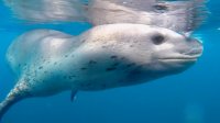 Foca Leopardo, el coloso del Territorio Chileno Antártico.