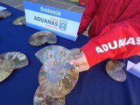 En San Antonio detectan contrabando de 222 fósiles de amonites provenientes de Madagascar